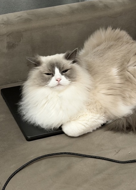 Customer photo of a pet